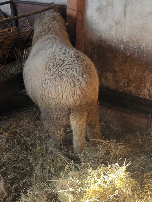 De vanzare berbec merinos