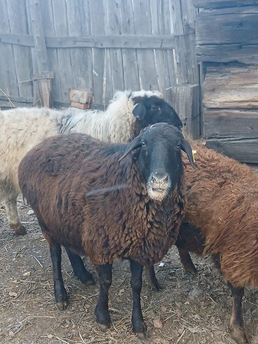 Продам овцы жирные