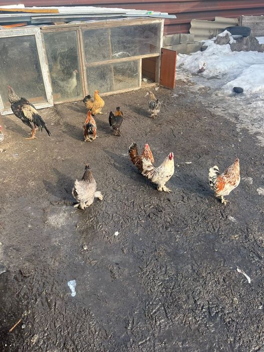 Карликовые куры красивые