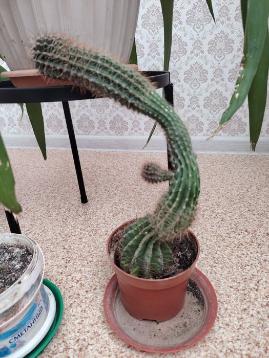 Продам Кактус домашний