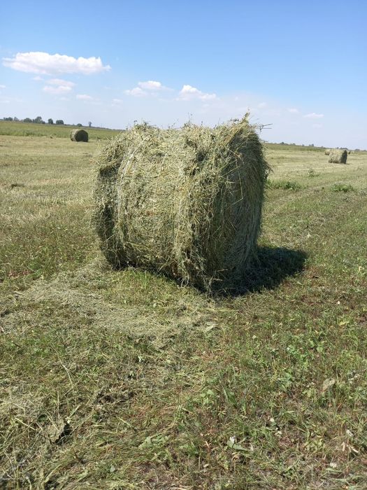 Продам сено луговое 5000тенге