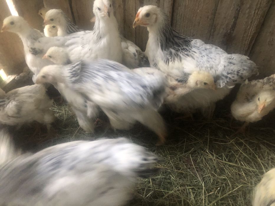 Oua de găina incubator gaini rase mari de carne și oua mari proaspete