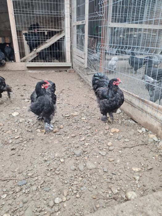 Vind sau schimb cu gaini italiene