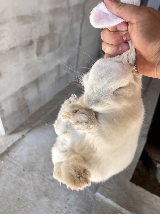 Продаётся кролик