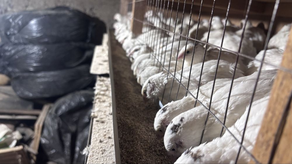 Белый гегант бөдене сатылады.