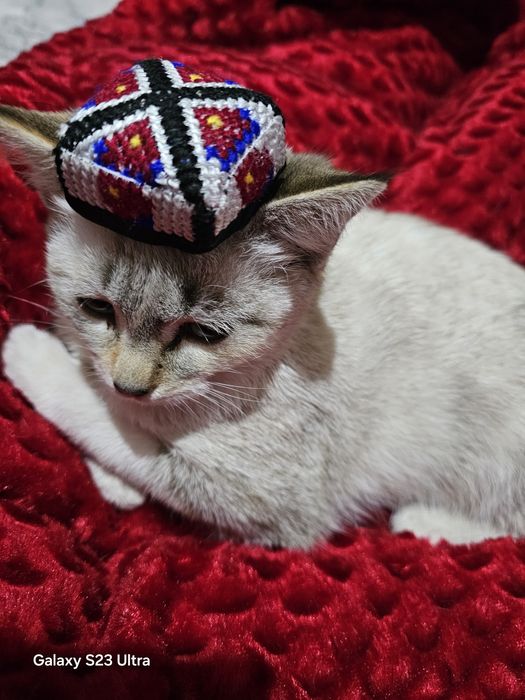 Сиам мушуги бепул