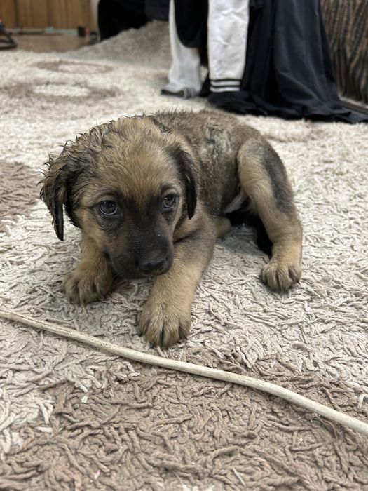 Отдам щинка