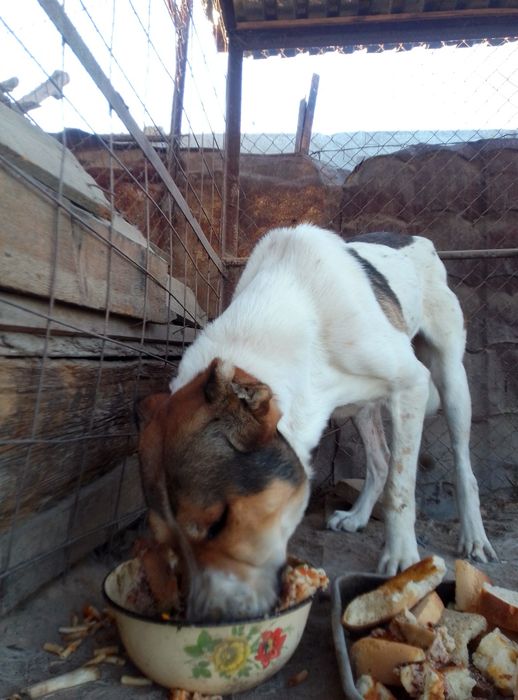 Продам собаку торг естт