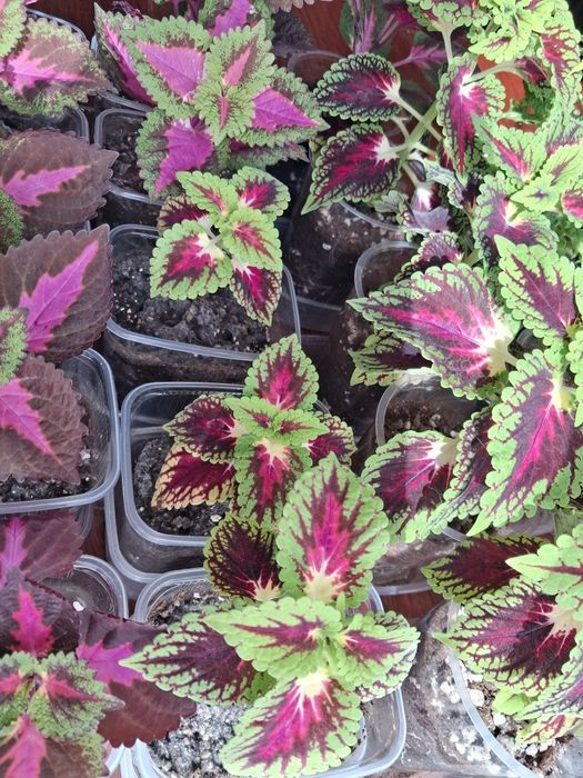 Продам цветы колеусы