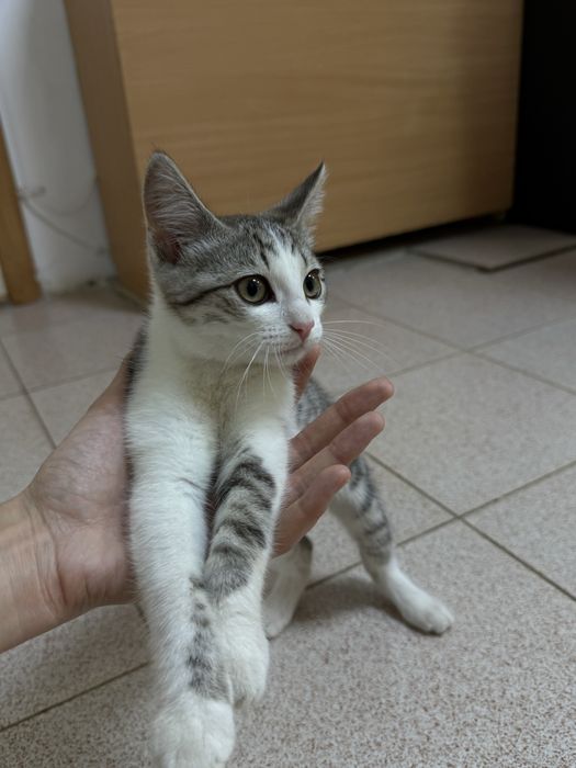 Котенок мальчик