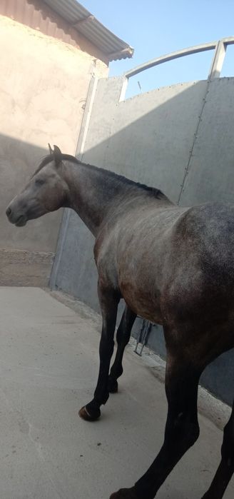 Ат сатылады багасы миллион биржуз