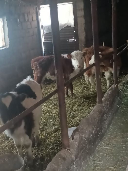 2еркек 1 ургачи сатылады!