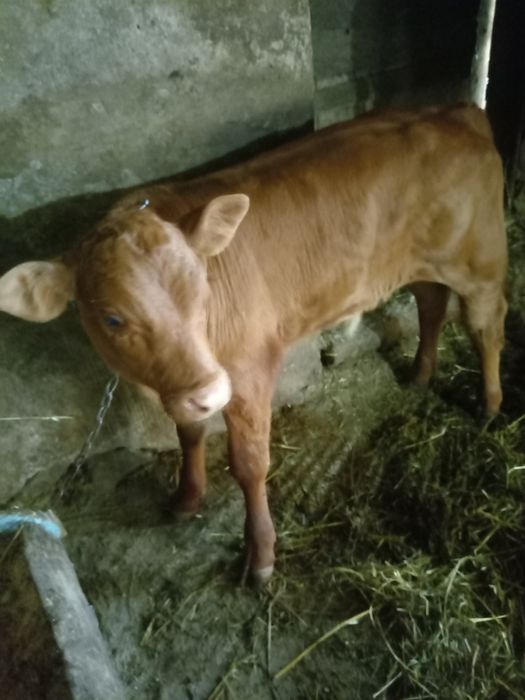 Vând vițel de o luna jumate