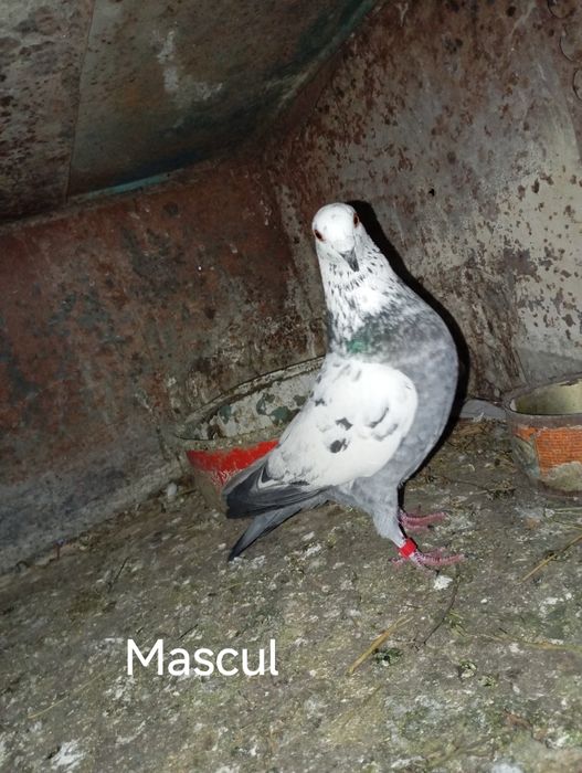 Vând porumbei voiajori