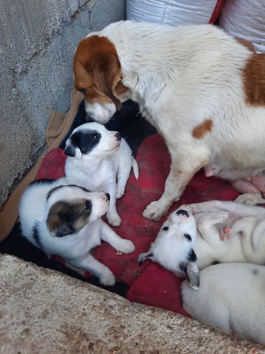 Продам щенков звонков