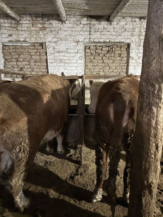 Семіз сиыр сатылады