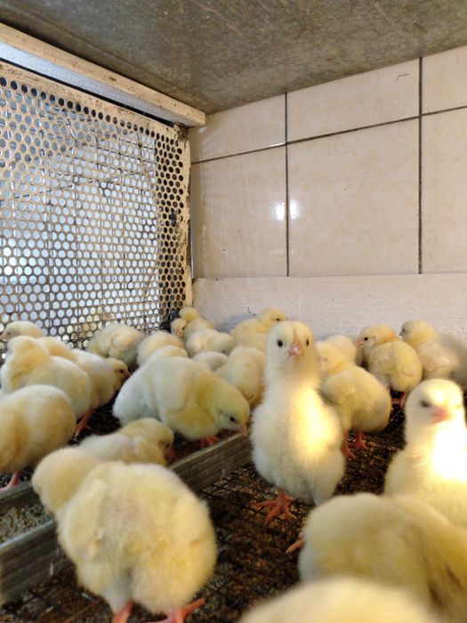 Продам инкубатор бытовой круглый.