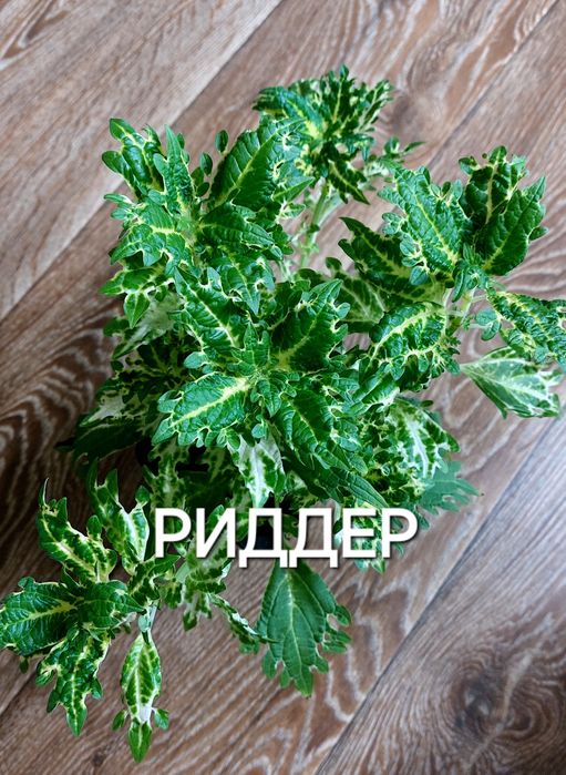 КОЛЕУСЫ. Листай карусель