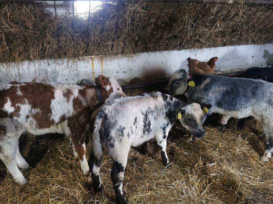 Viței de vânzare