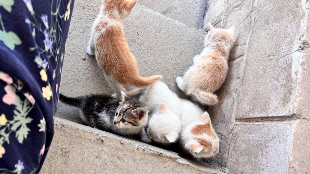 Котята бесплатная