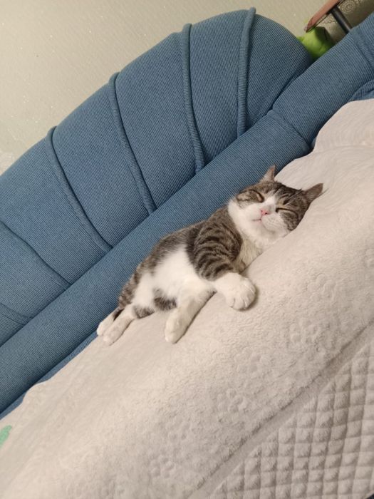 Ищем дом для котика