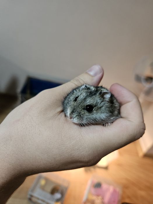 Продаю клетку с хомяком