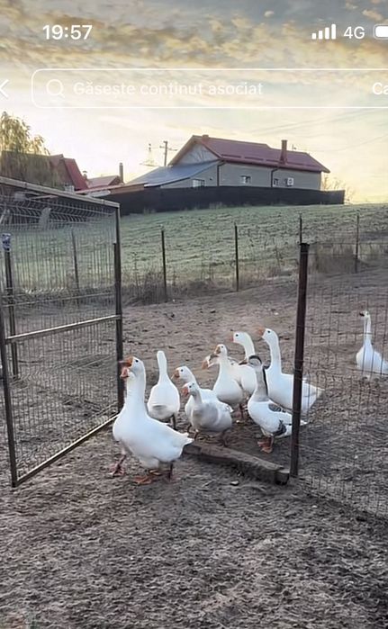 De vânzare gâşte şi rațe româneşti