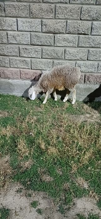 Қой, қозы қошқар, қозы