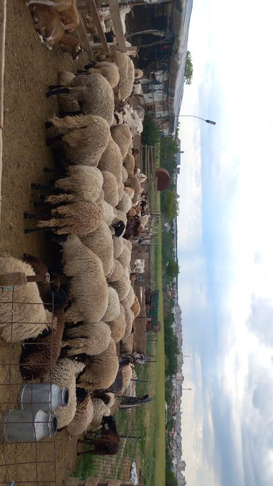 Vând oi și capre sau schimb cu vaci‼️