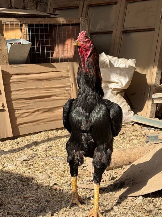 Dakan tovuq tuhumlari