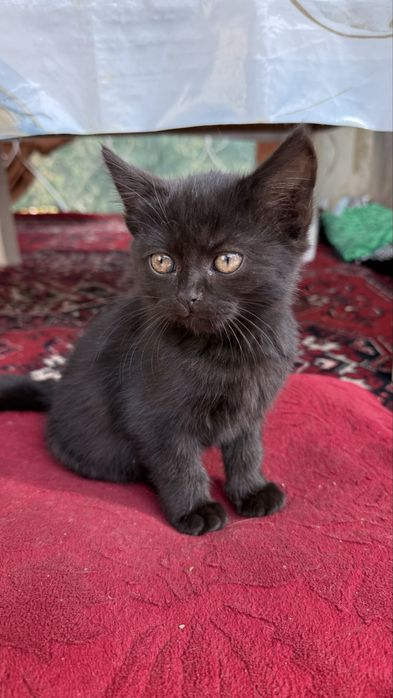 Котята черные в добрые руки