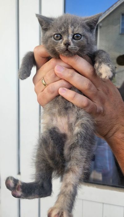 Отдам котят британцев
