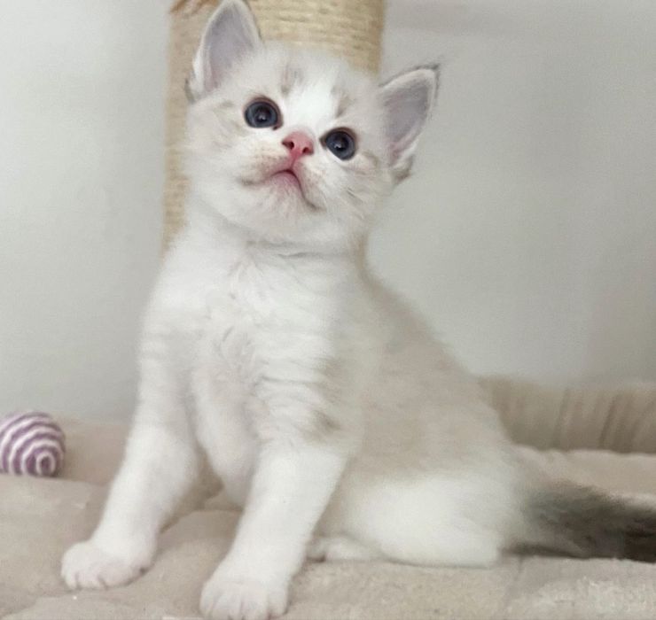 Ragdoll pufosi rasa pura