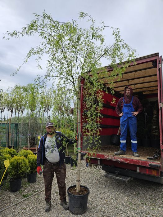 Salcie pletoasa toate dimensiunile