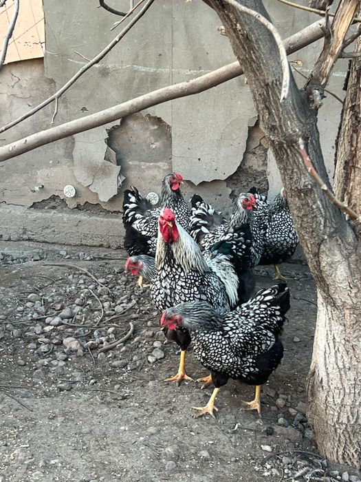 Виандот цыплята вьяндот