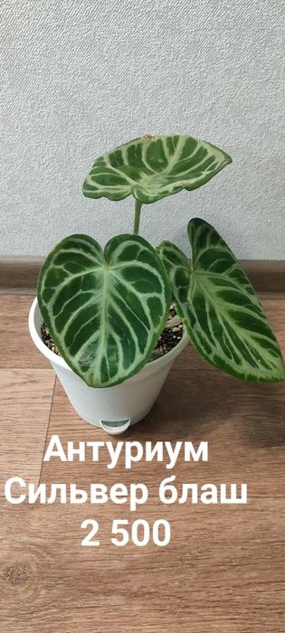 В продаже комнатные цветы