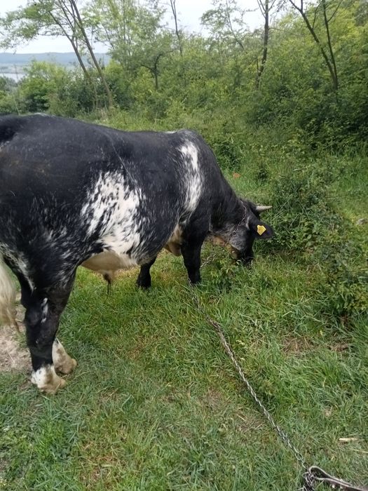 Vițel albastru belgian