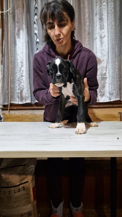 Продават се Немски Боксер