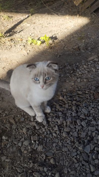 отдам даром 2 котят и кошку