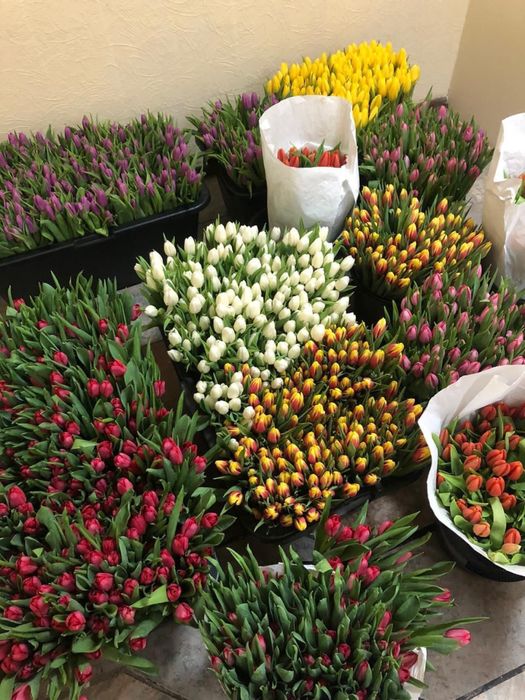 Тюльпаны большие