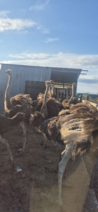 Pui de struți africani!