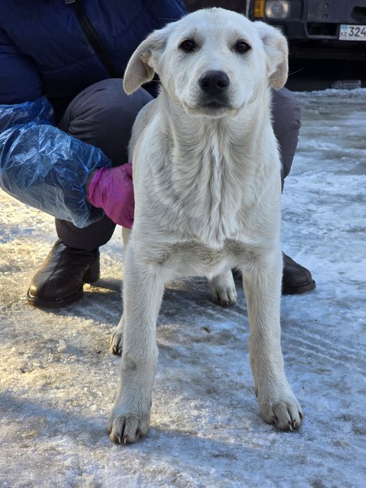 Ищет дом девочка