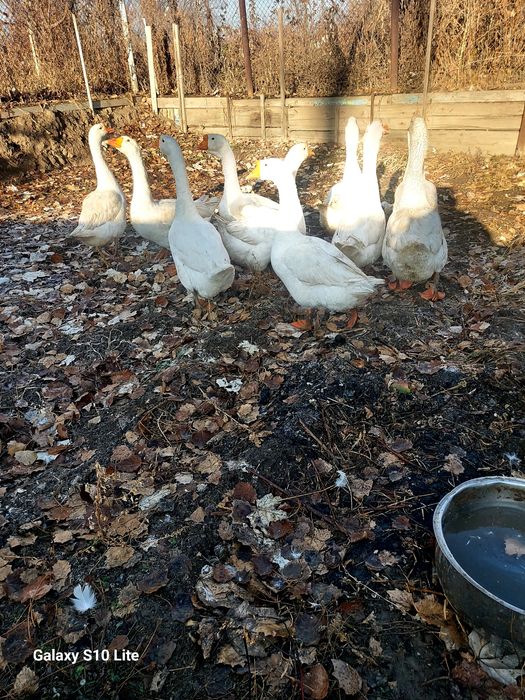 Продам больших гусей