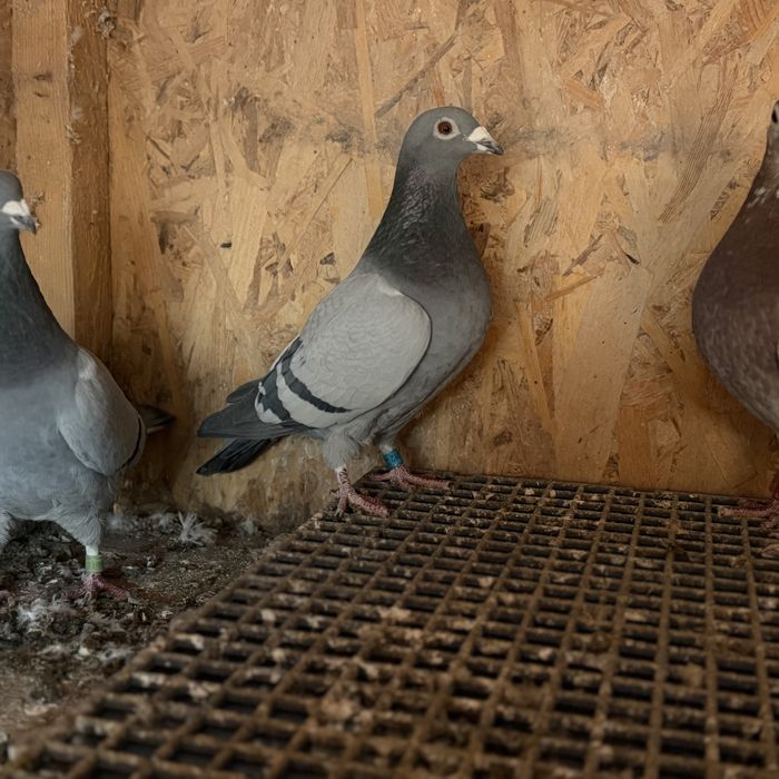 Porumbei voiajori fond-maraton