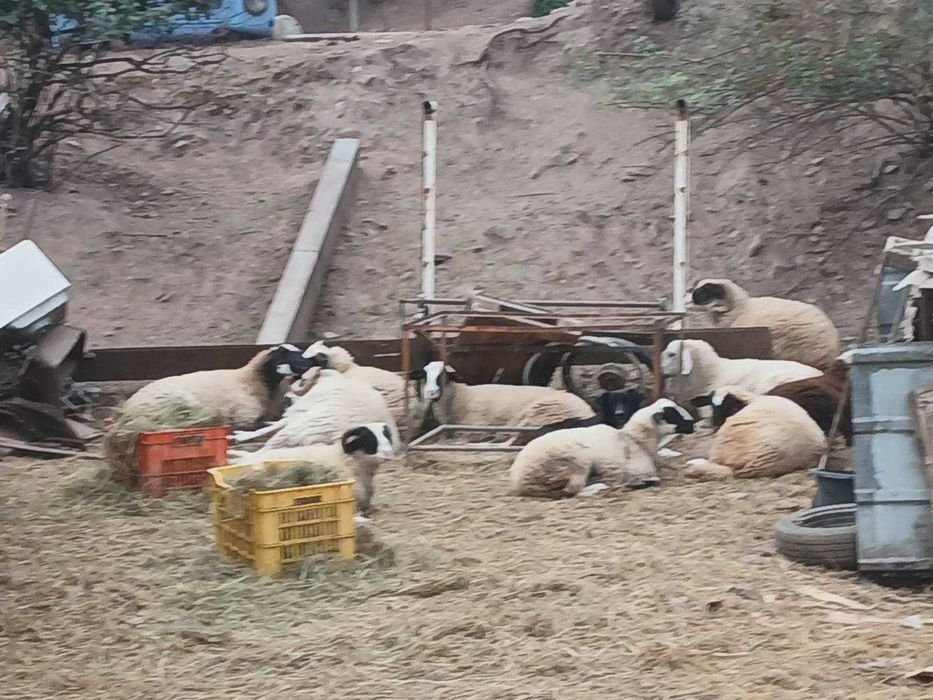 Продавам добре отгледани овце