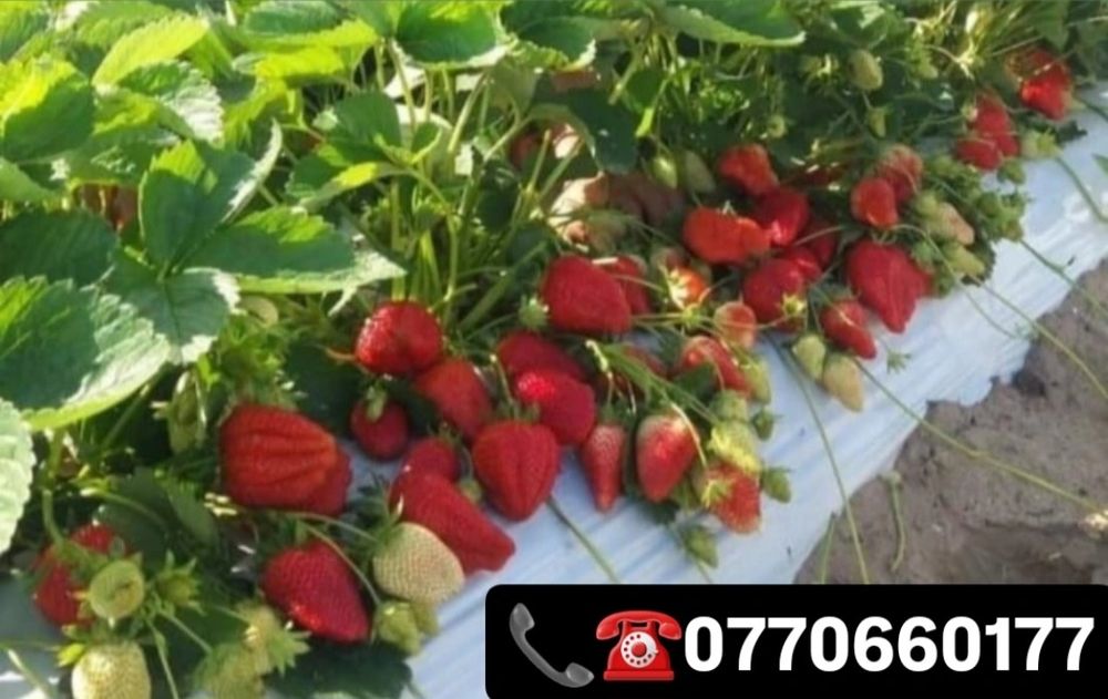 Vindem stoloni capsuni soi remontant Albion si altele soiuri unifere!