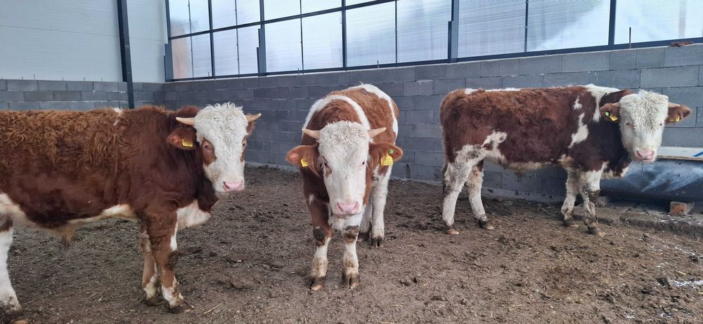 Taur cu certificat de origine