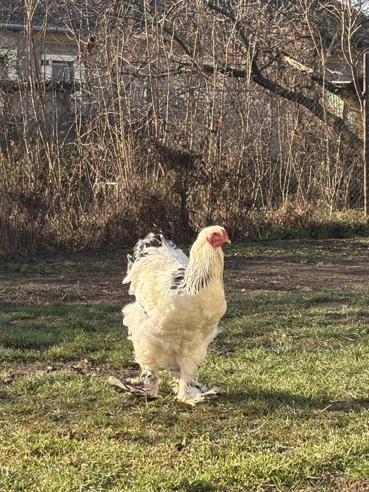 vand cocosi brahma 2025