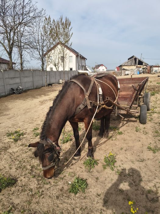 Iapă mare frumoasă de 10 ani