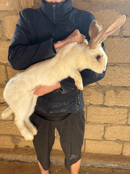 Бір пар строкач сатылады